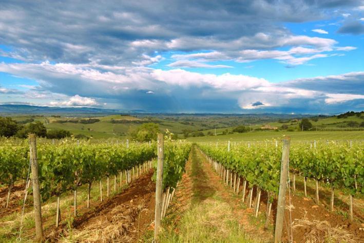 Abbadia Wine Relais Bed & Breakfast Montefollonico Luaran gambar