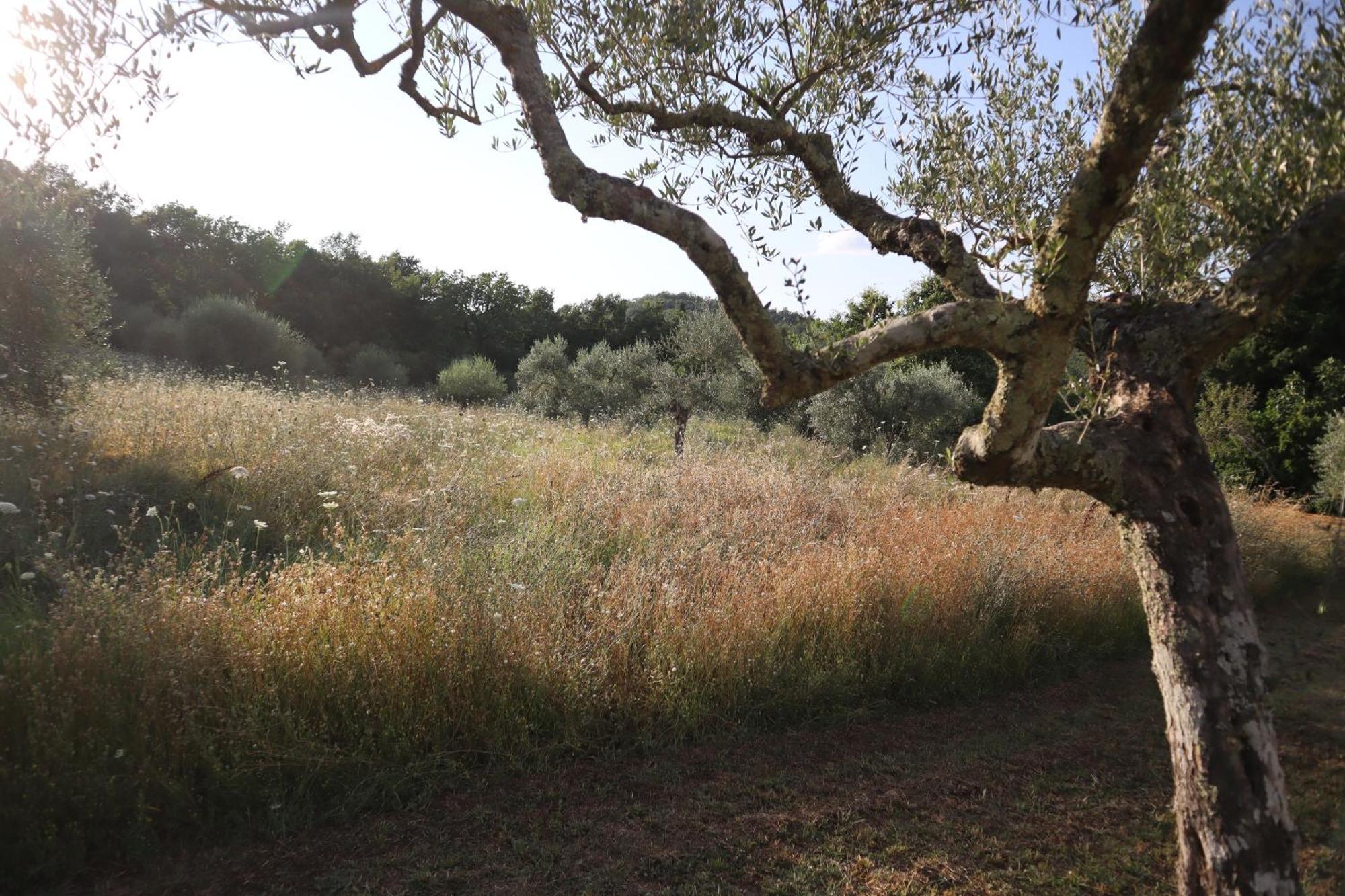 Abbadia Wine Relais Bed & Breakfast Montefollonico Luaran gambar
