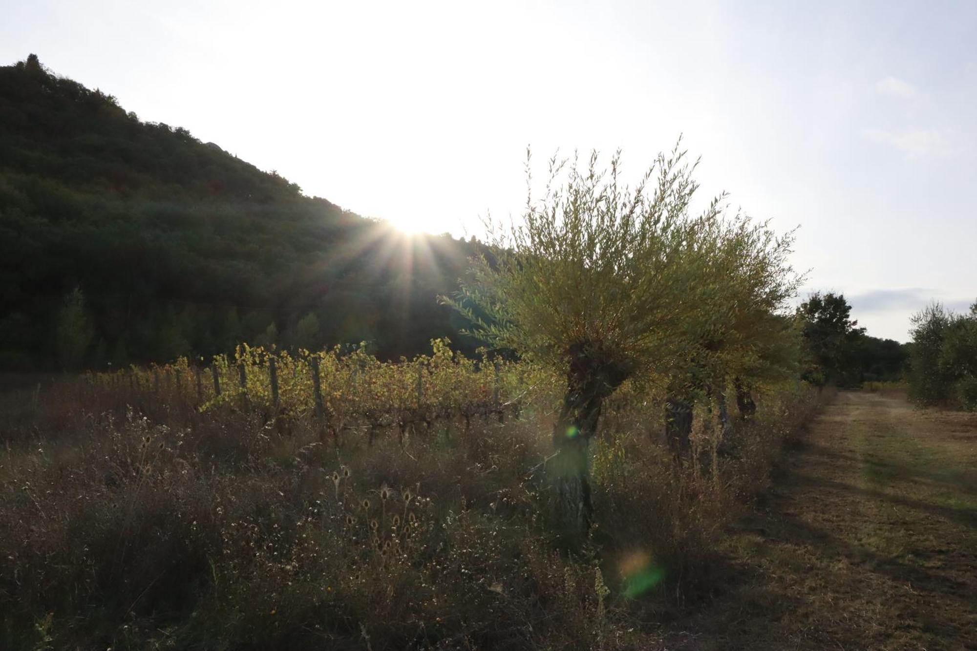 Abbadia Wine Relais Bed & Breakfast Montefollonico Luaran gambar