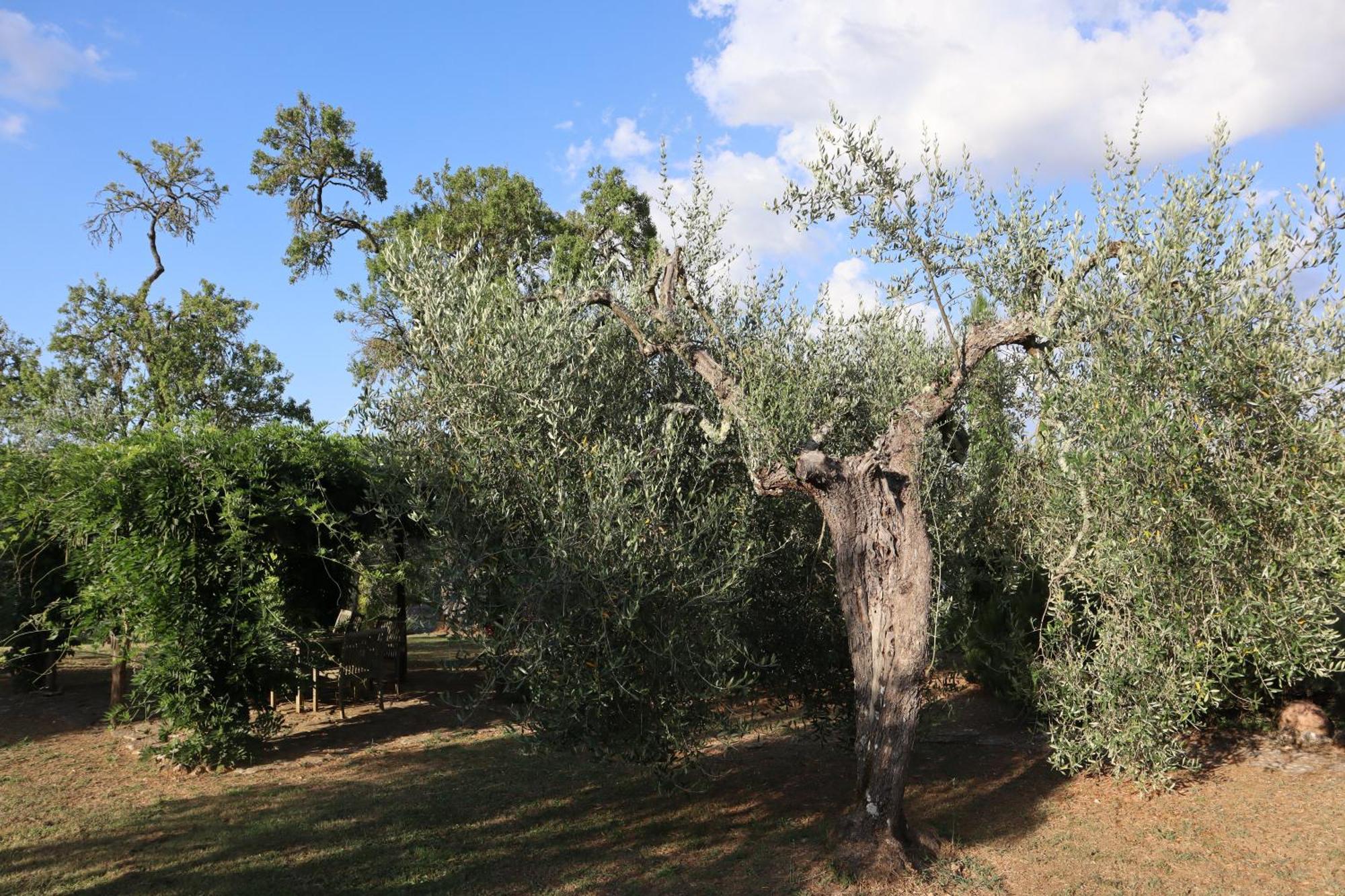 Abbadia Wine Relais Bed & Breakfast Montefollonico Luaran gambar